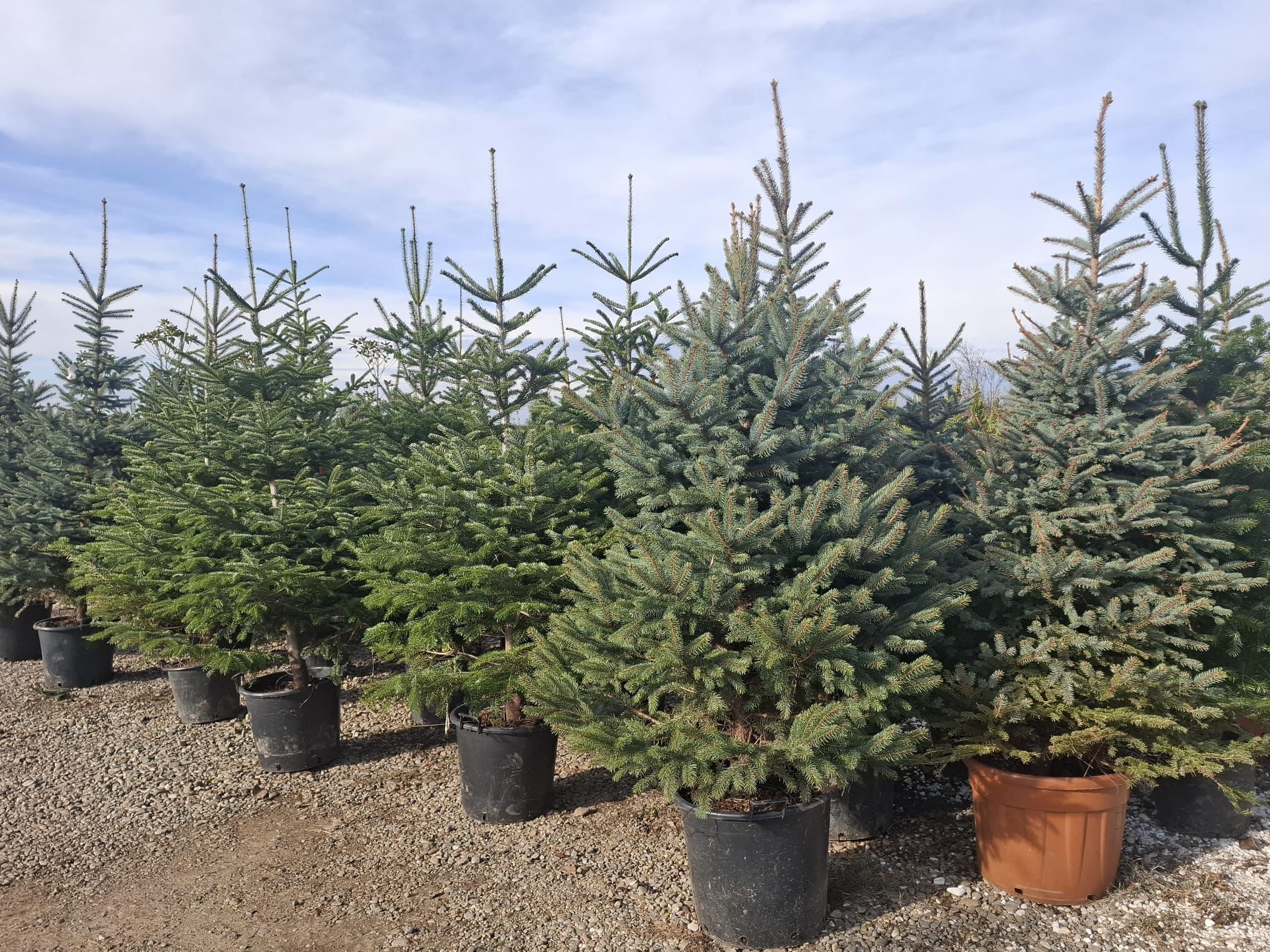 Brazi verzi și argintii