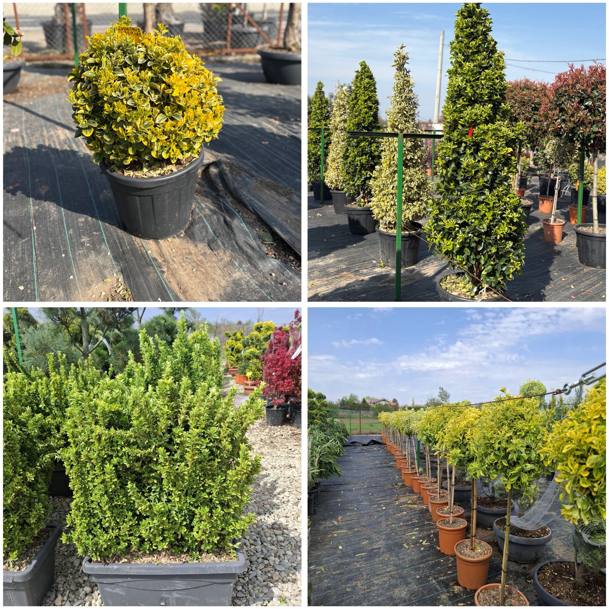 Evonymus diferite forme și dimensiuni