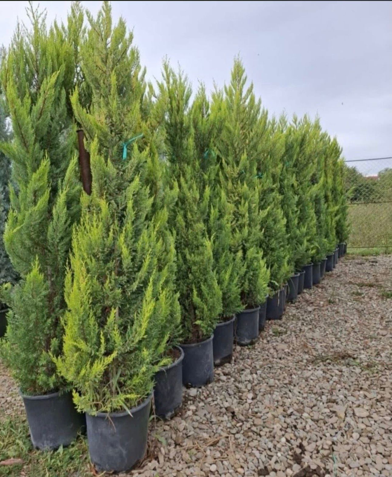 Leylandii Gold Ride