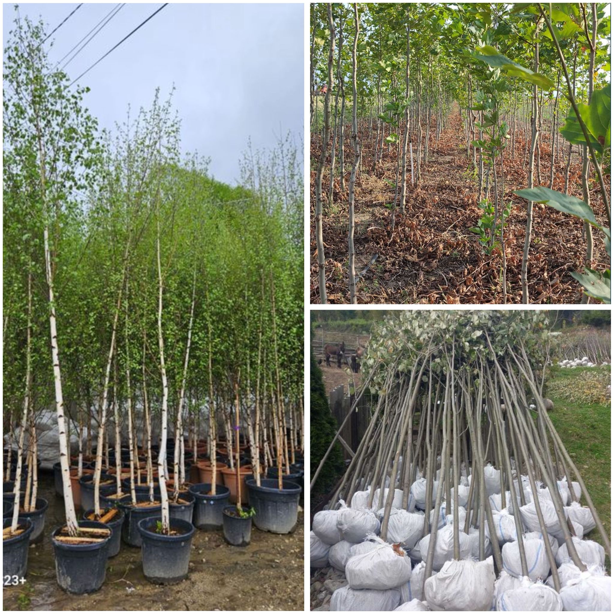 Mestecan, tei mirositor, platan