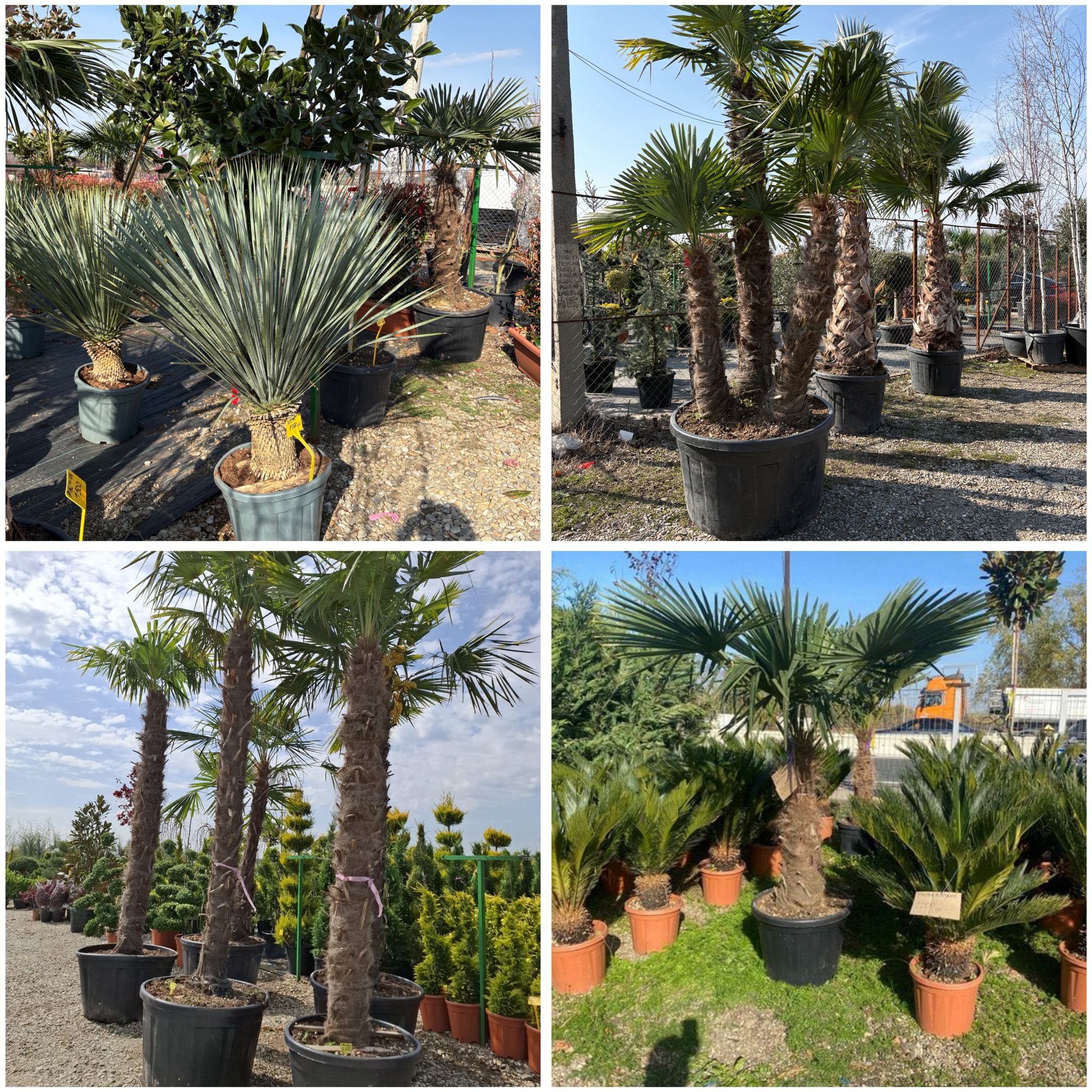 Palmieri de orice soi